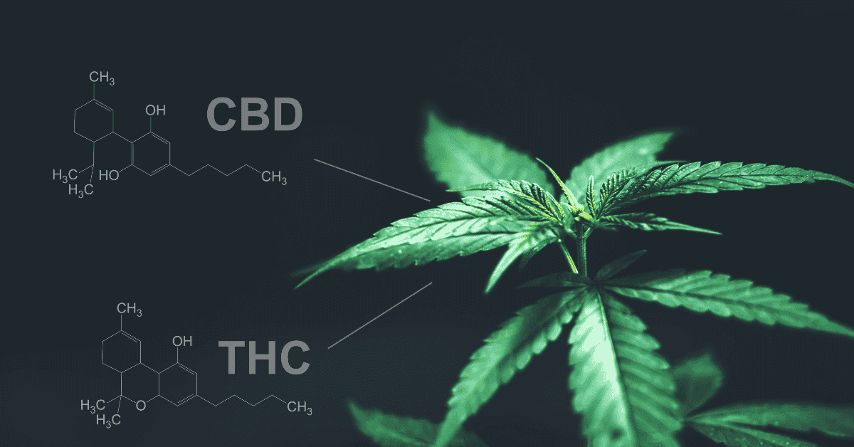 Difference Between CBD and THC